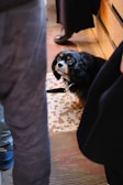 A small black and tan Cavalier King Charles Spaniel is looking up while standing on a speckled floor. The dog is surrounded by people, with legs and shoes partially visible, suggesting it is indoors, possibly in a busy area.