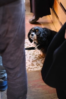 A playful Cavalier King Charles Spaniel in a sunny park.