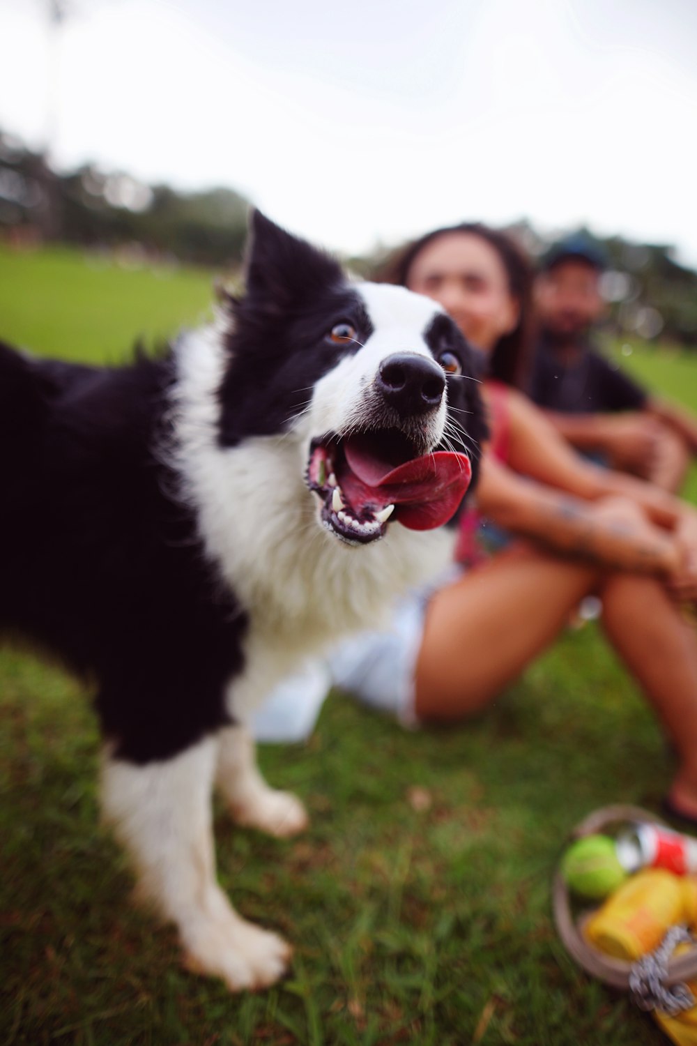 a black and white dog standing on top of a lush green field