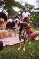 A group of happy greyhounds playing together in a sunny park.
