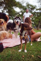A diverse group of pet owners smiling while holding their pets in a park setting, representing community and care.