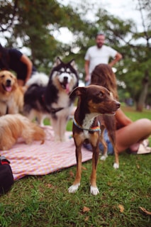 A group of dogs of various breeds gather on a picnic blanket in a park. The scene includes people relaxing around the dogs, enjoying a casual outdoor setting. The atmosphere is lively and friendly, with lush greenery in the background.