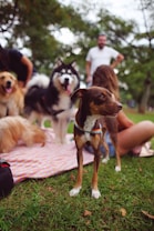 A group of dogs of various breeds gather on a picnic blanket in a park. The scene includes people relaxing around the dogs, enjoying a casual outdoor setting. The atmosphere is lively and friendly, with lush greenery in the background.
