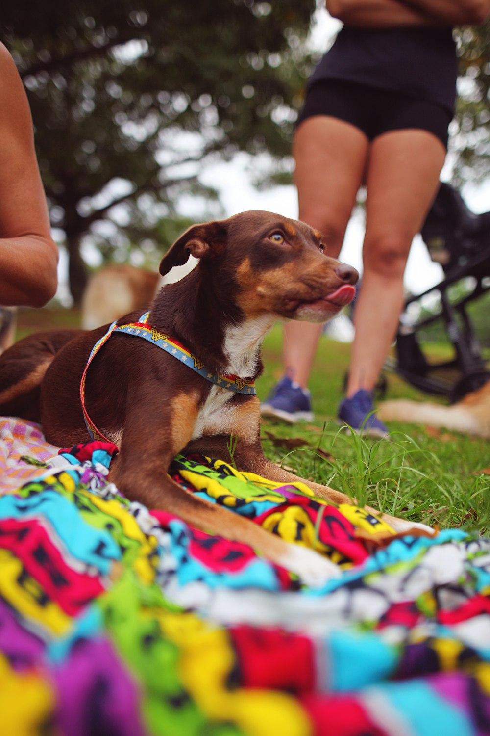 a dog laying on a blanket in the grass