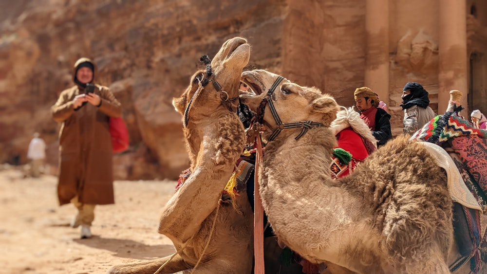 a group of people standing around a camel