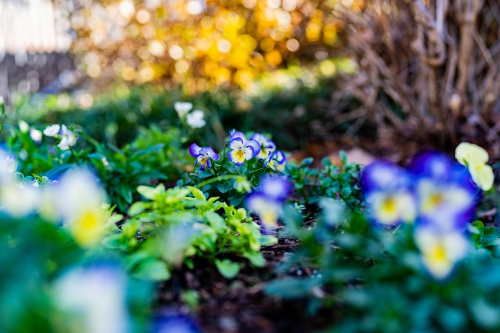 a bunch of flowers that are in the grass