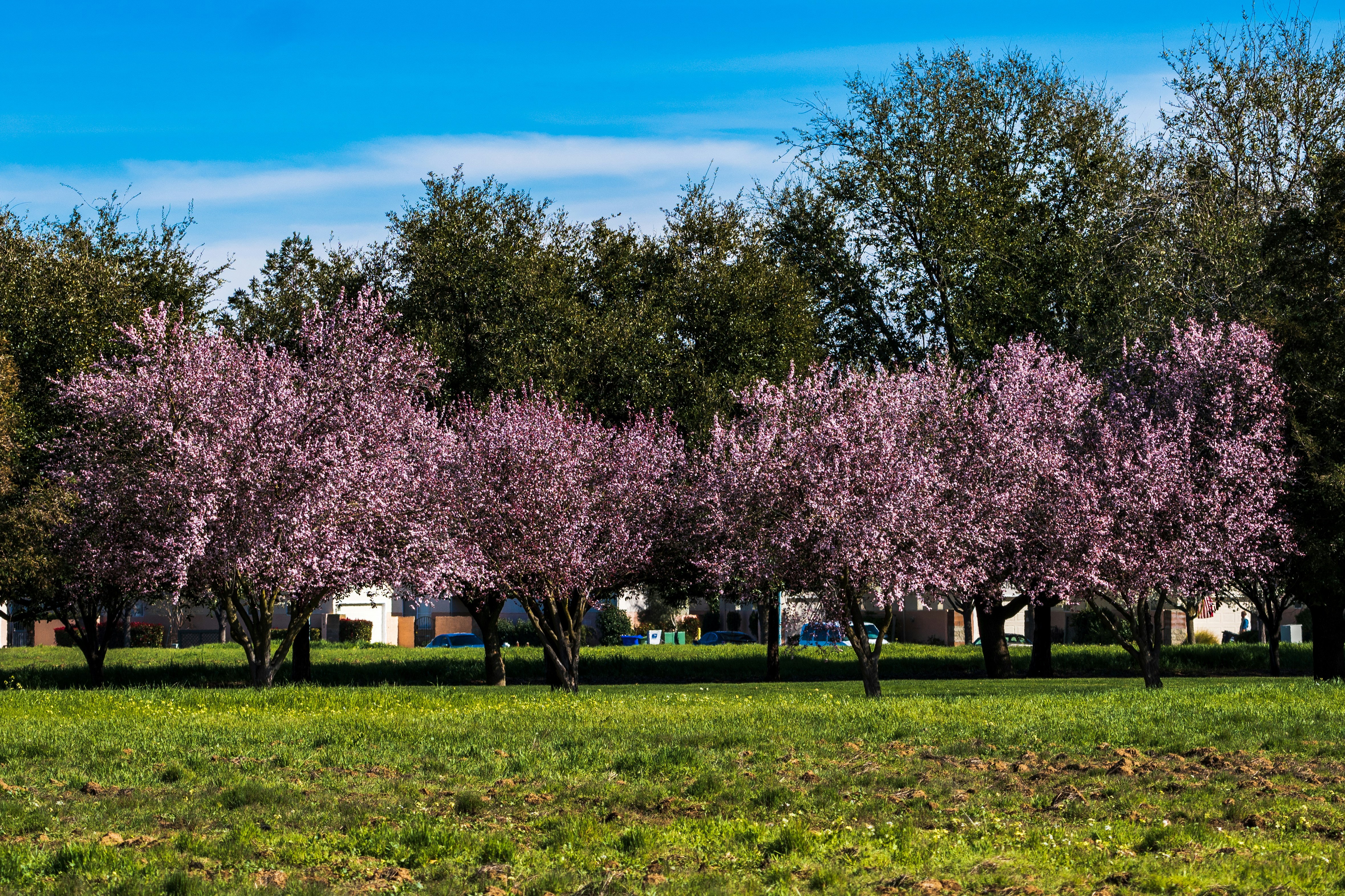 a row of trees with purple flowers in a park