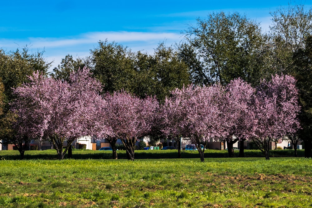 a row of trees with purple flowers in a park