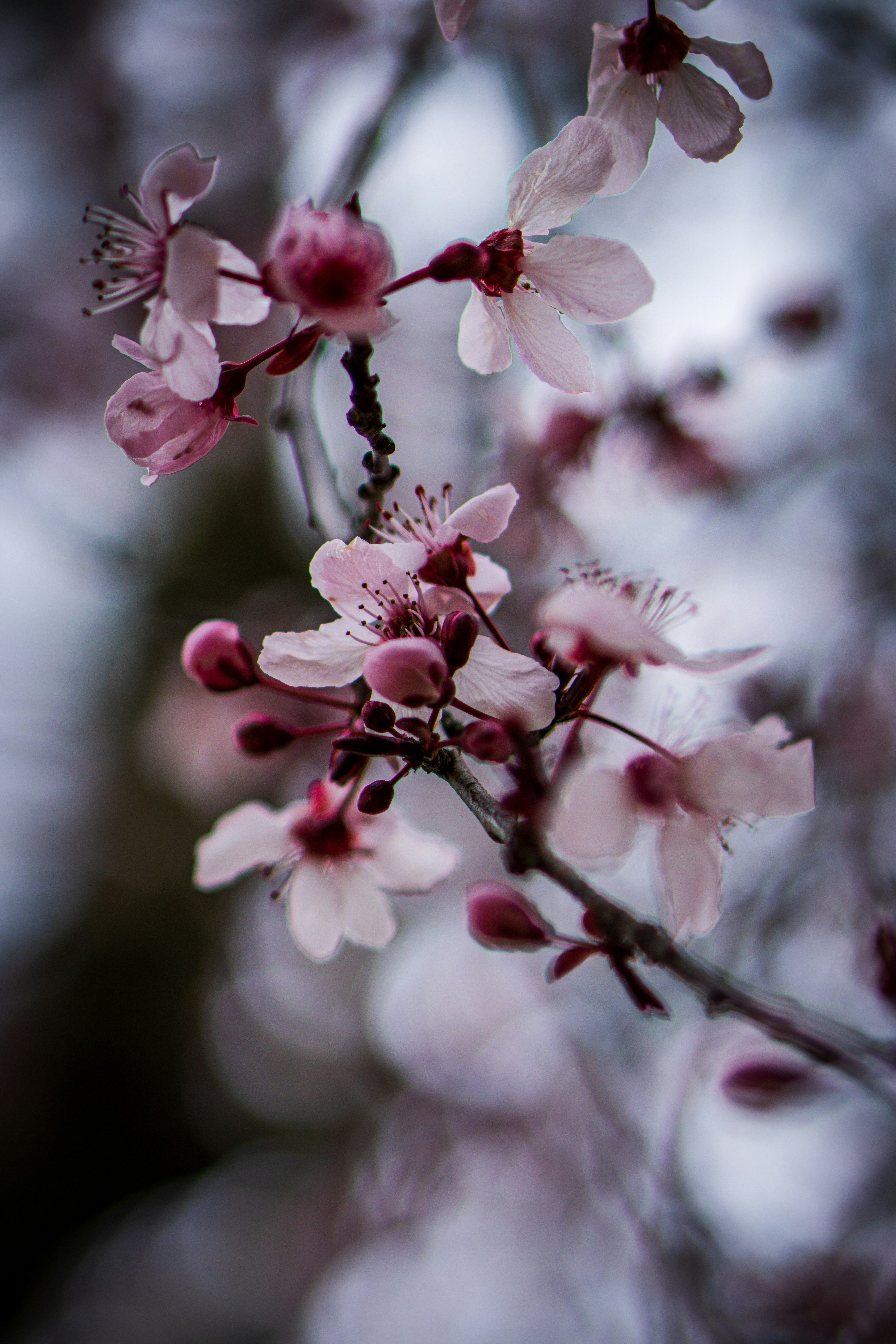 Photo by mattvahlephoto