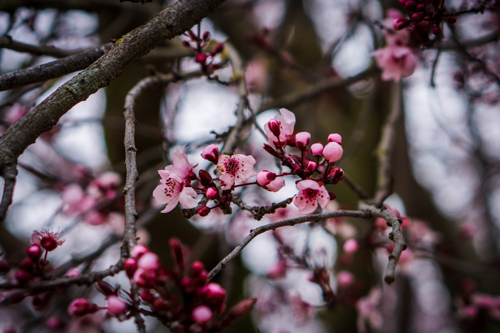 a close up of a tree with pink flowers