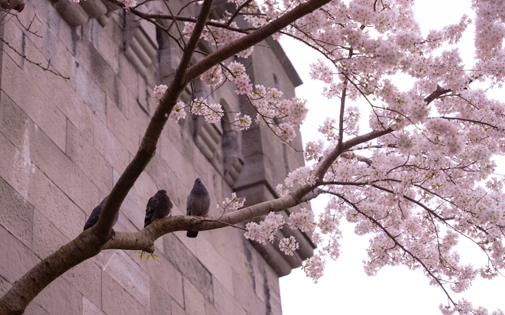 two birds perched on a branch of a cherry blossom tree