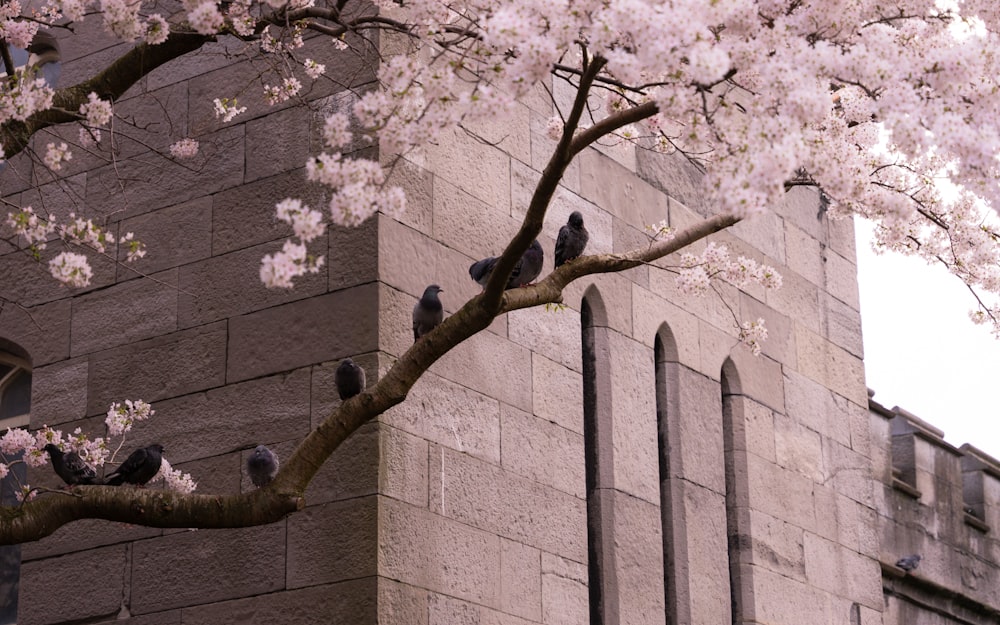 a flock of birds sitting on a tree branch in front of a building