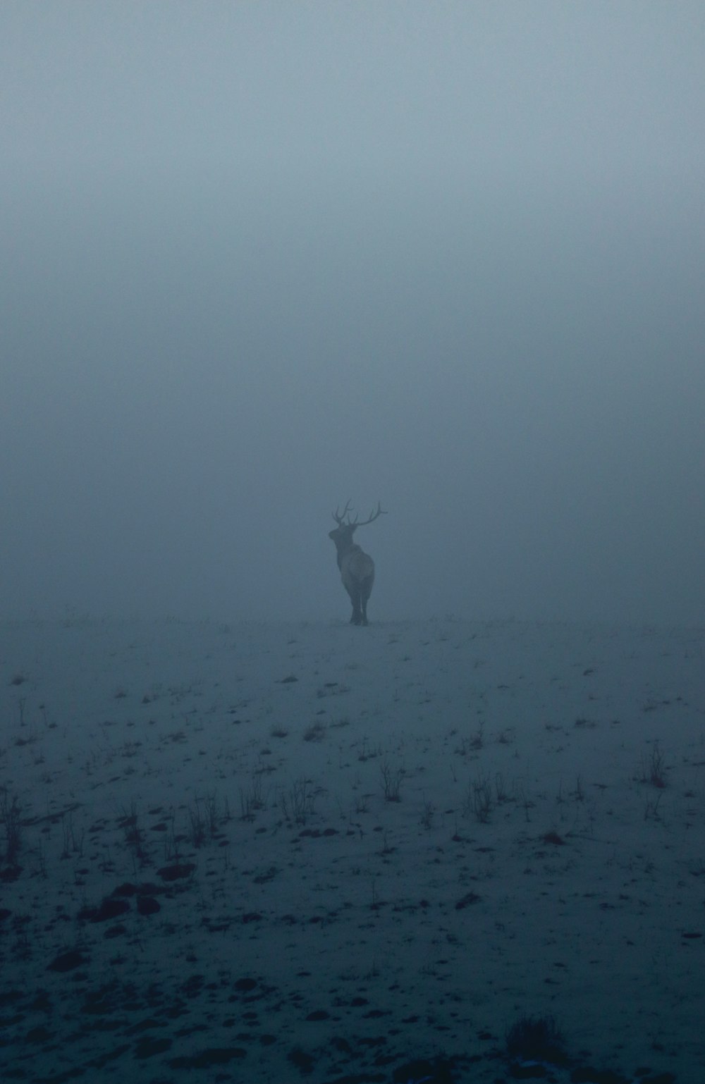 a deer standing in the middle of a foggy field