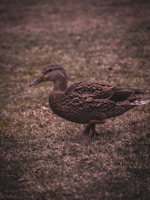 A duck with mottled brown feathers is standing on a patch of grass. The lighting gives the scene a subdued, moody appearance, with soft shadows highlighting the texture of the duck's plumage and the grass beneath its feet.