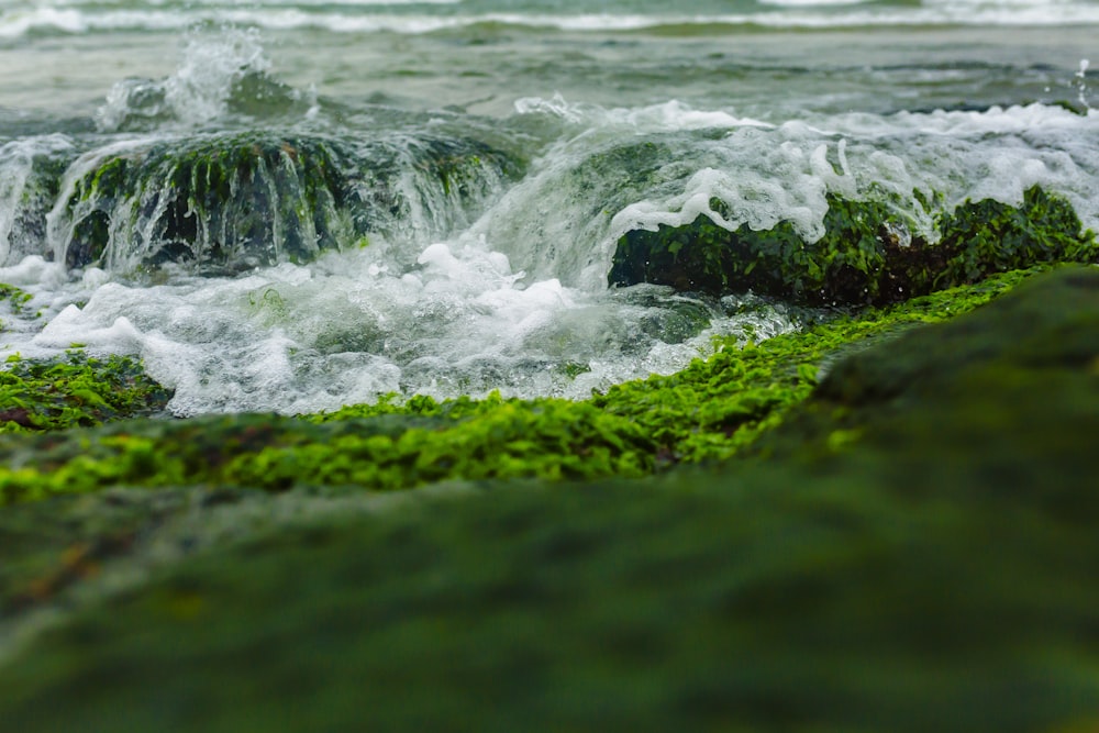 a close up of a body of water with green algae