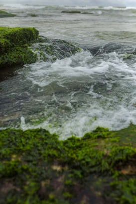 Green algae-covered rocks are partially submerged in water as waves crash over them, creating white foam.