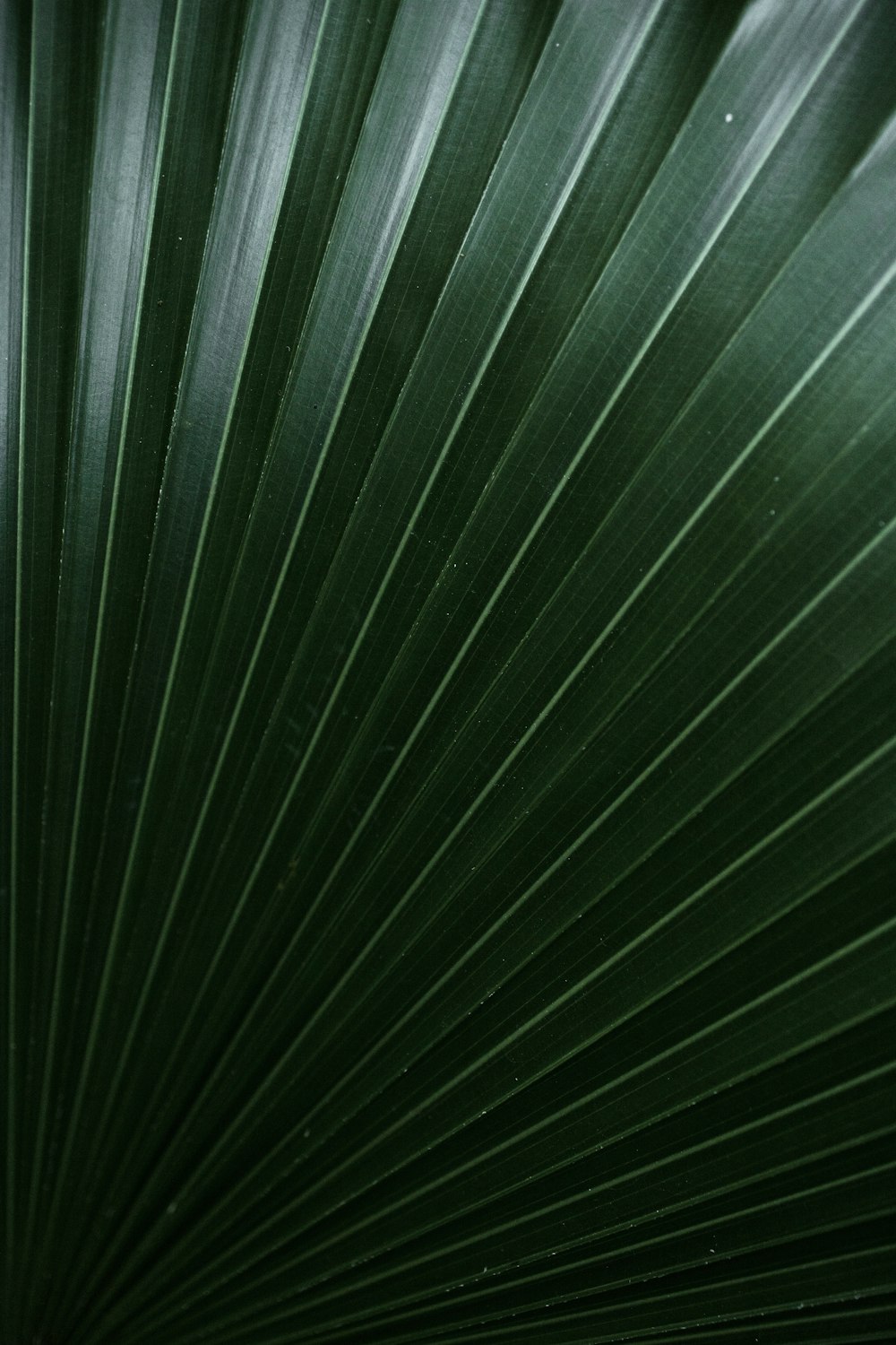 a close up of a green palm leaf