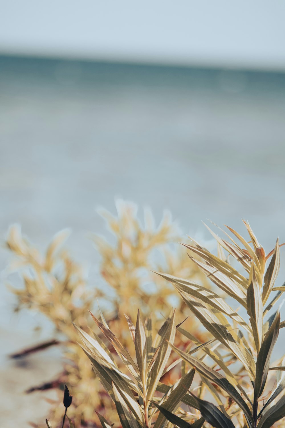 a close up of a plant near a body of water