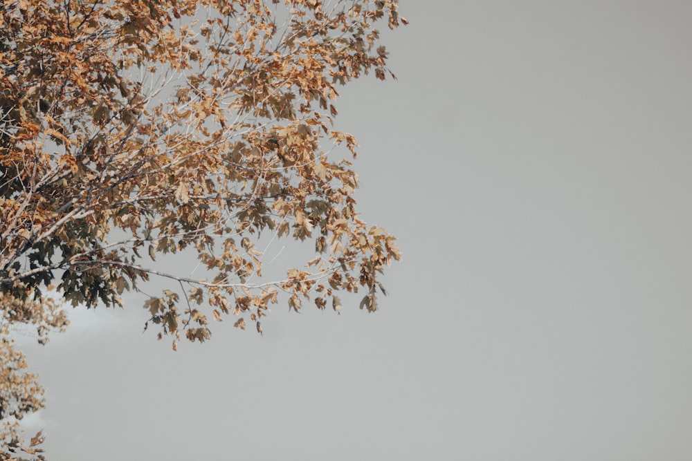 uma árvore com folhas marrons e um céu cinzento no fundo