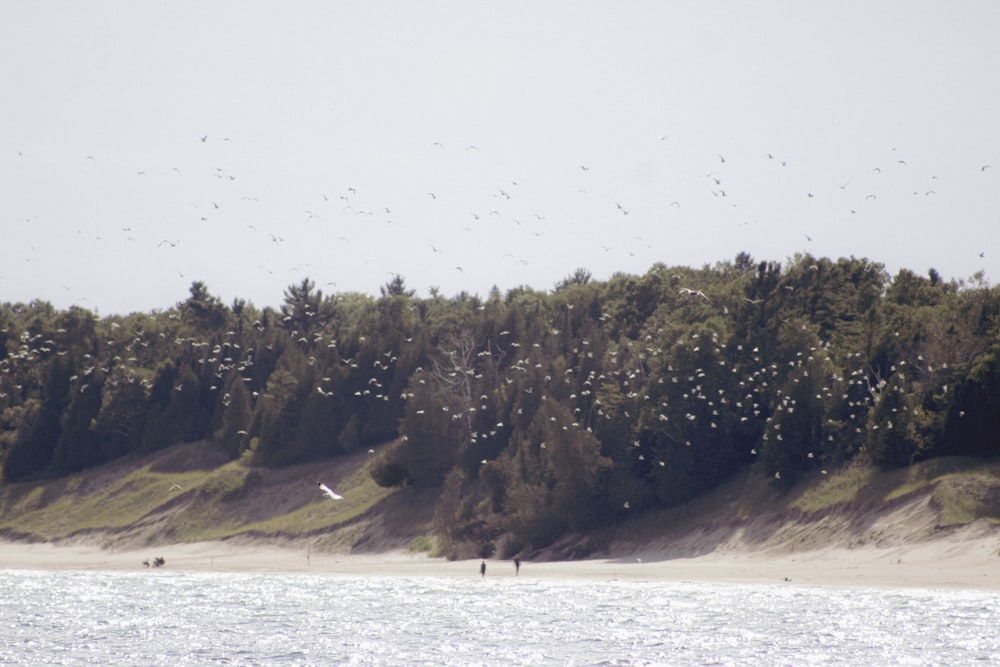 a flock of birds flying over a beach