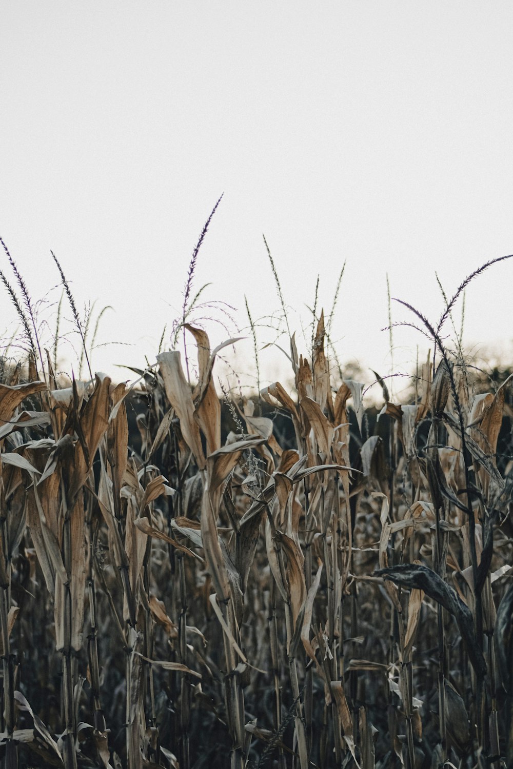 um campo de milho é mostrado em primeiro plano