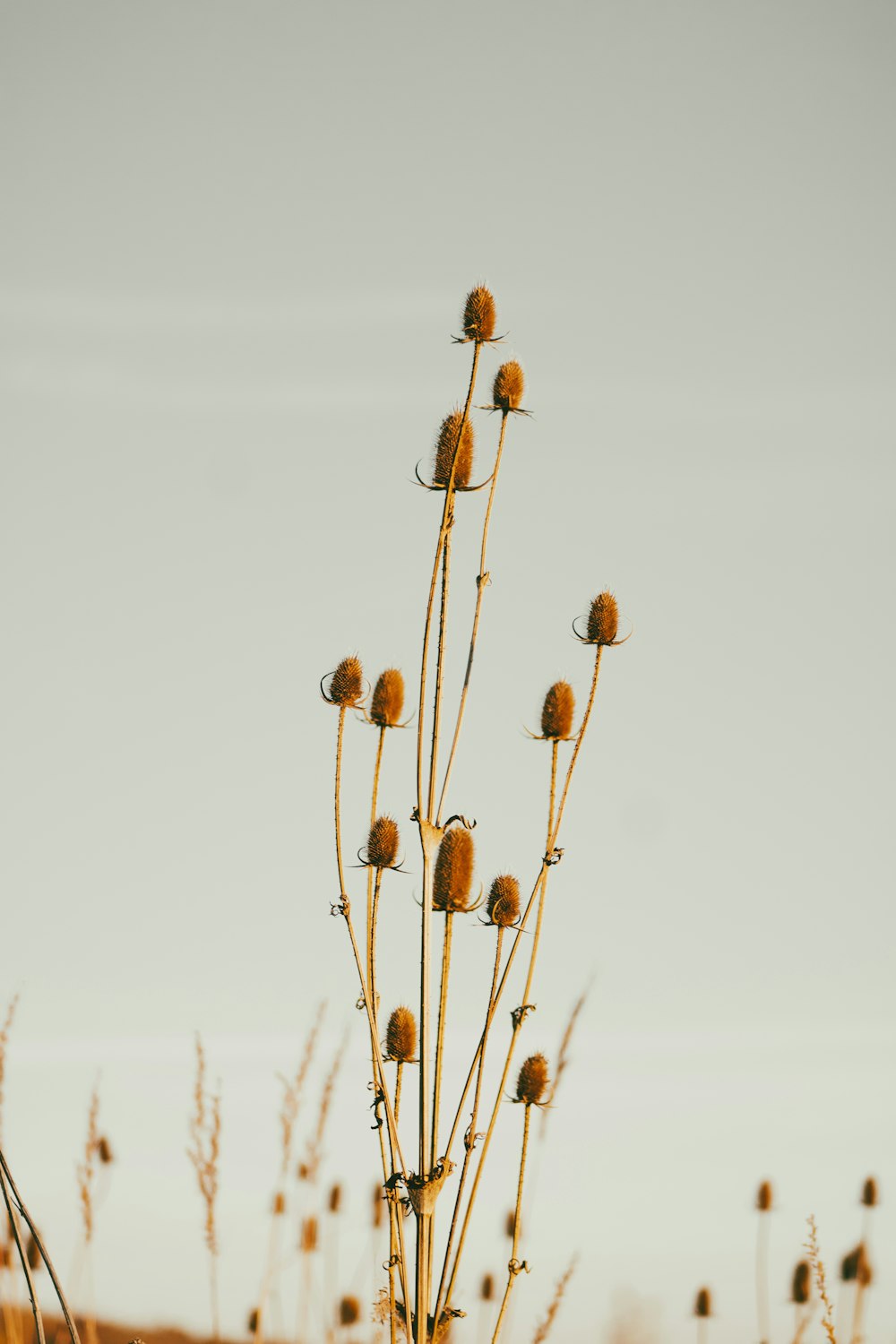 a bunch of dead flowers in a field