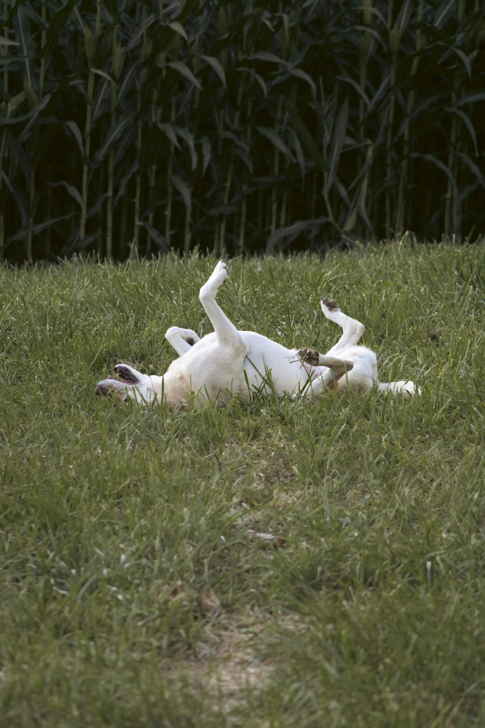 a white dog rolling around in the grass