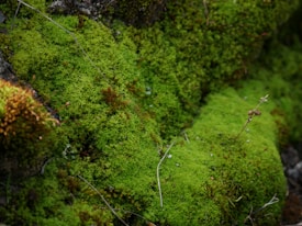 A lush carpet of dense, green moss growing over rocks, interspersed with a few dry twigs and small brown buds. The moss creates a soft, natural texture with varying shades of green.