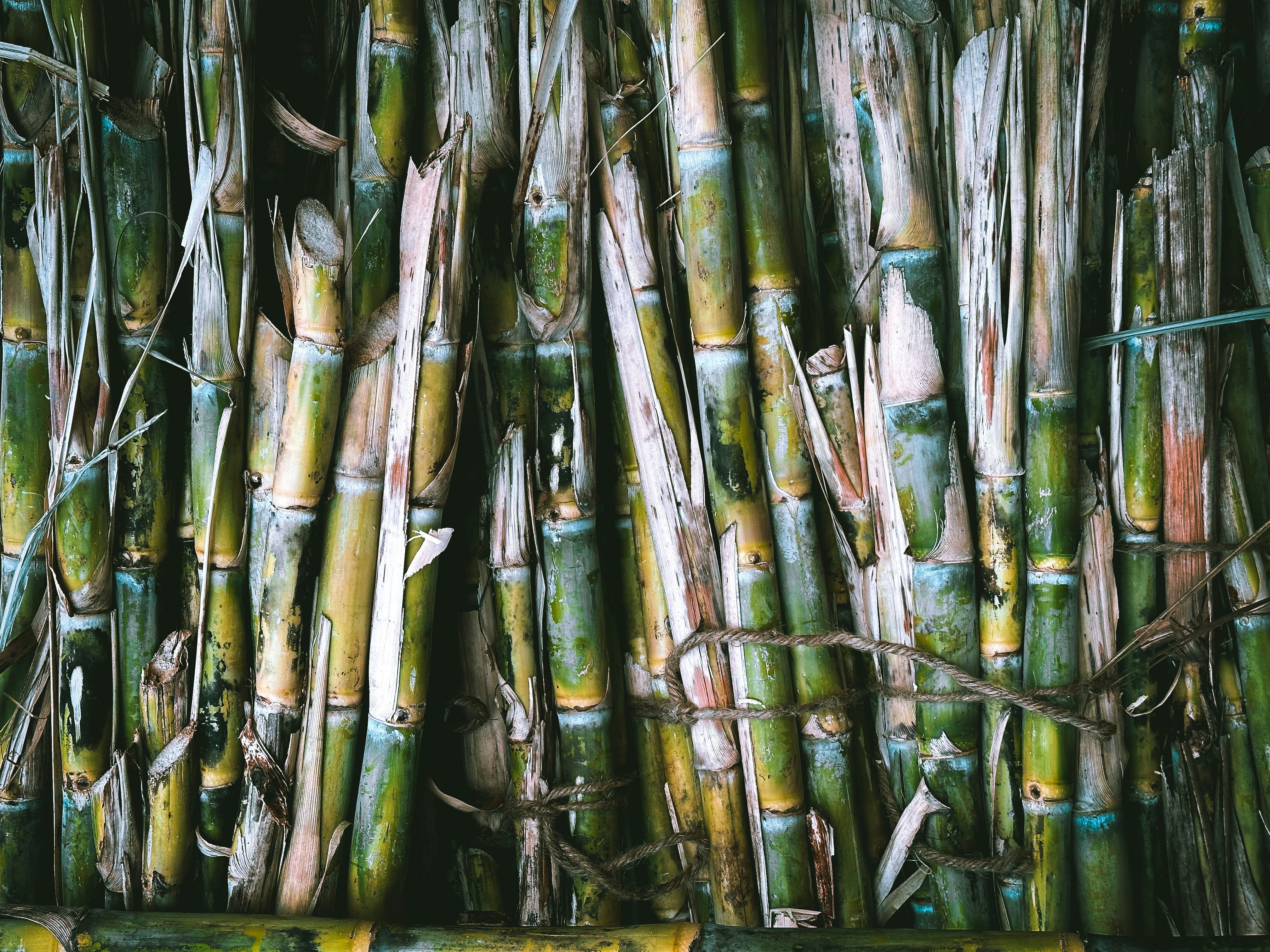 Sugarcane processing bamboo sticks