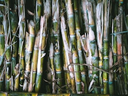Close-up of freshly cut sugarcane stalks bundled for transport.