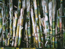 A bundle of sugarcane stalks tightly packed together. The stalks are predominantly green with patches of brown and yellow, indicating a mix of fresh and dried sections. Some stalks have peeling outer layers, revealing the smoother interior, tied together with rough rope.