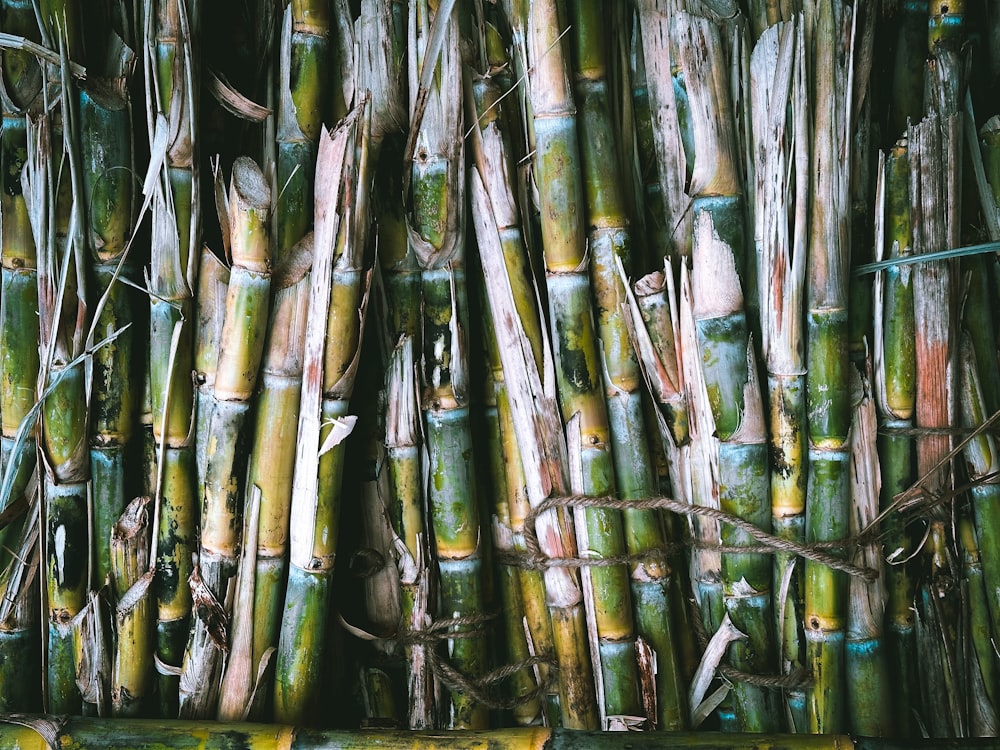 a close up of a bunch of bamboo sticks