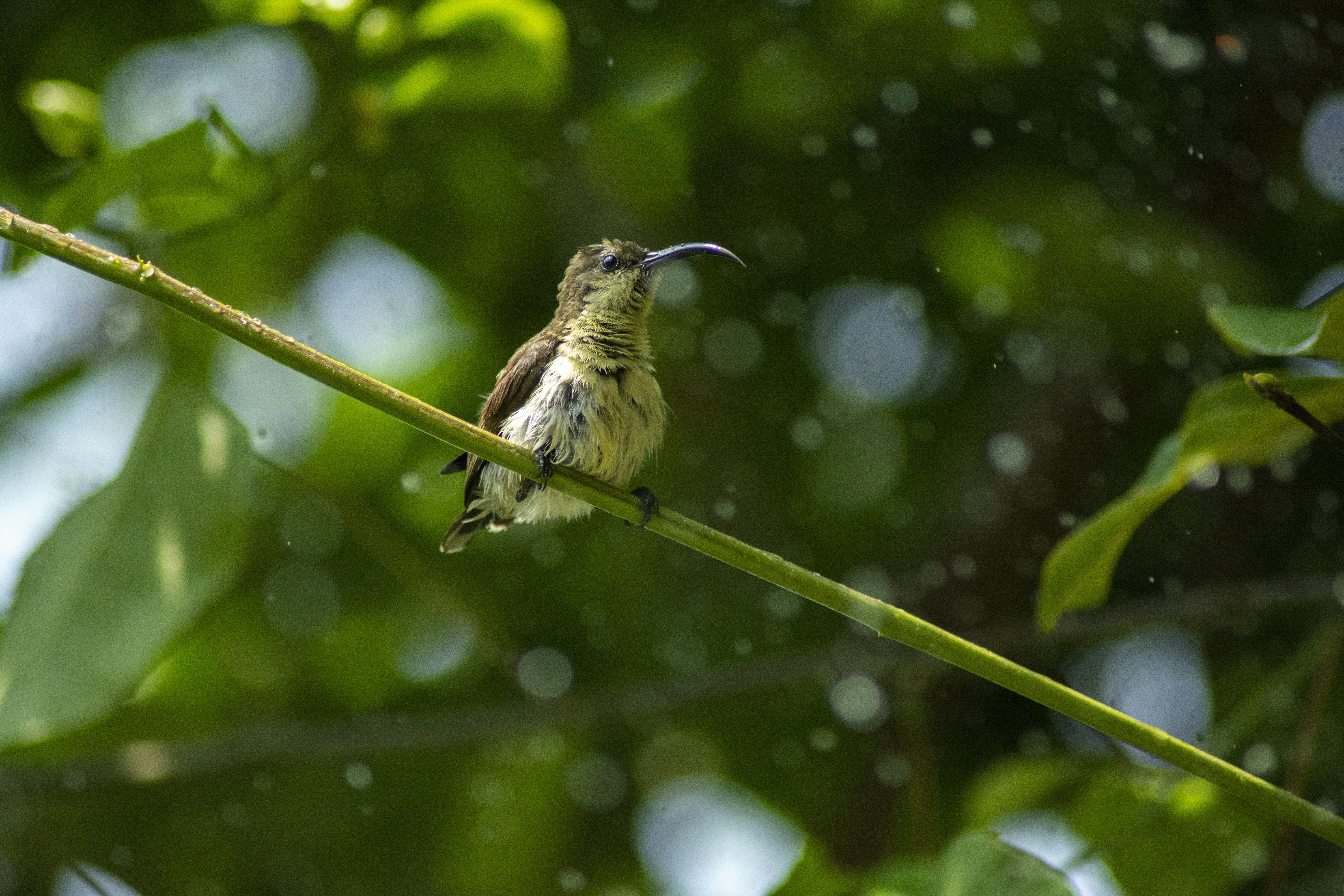 Photo by aniljose1997