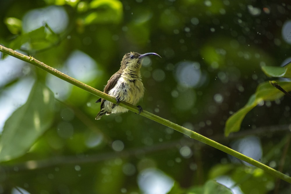 a small bird sitting on a branch in the rain