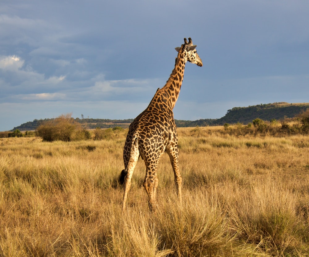 a giraffe walking through a dry grass field