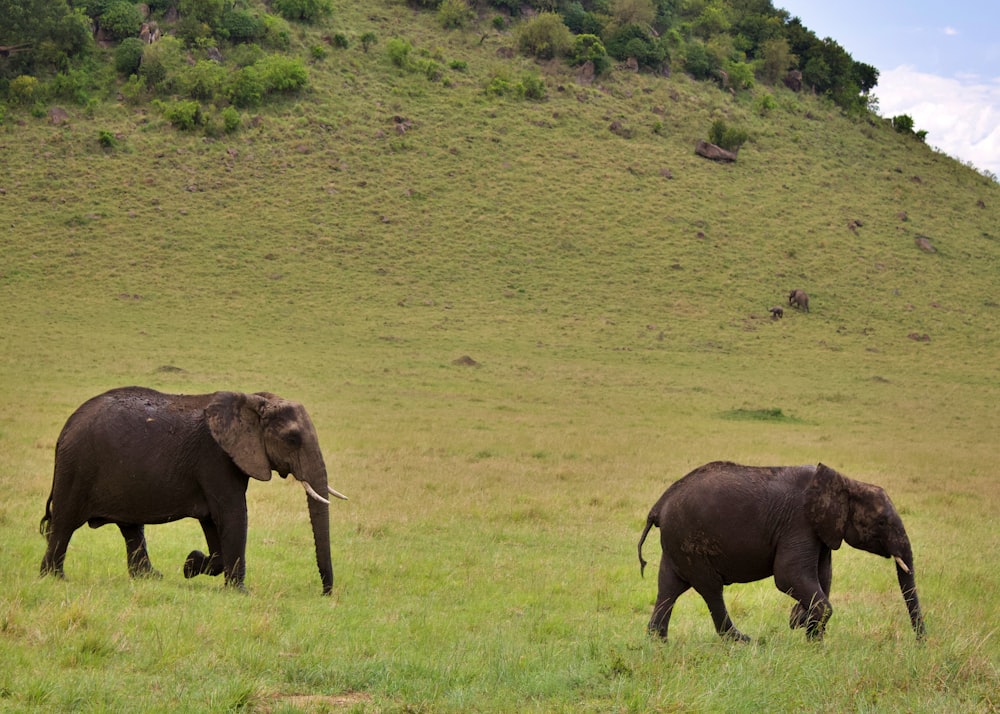 a couple of elephants walking across a lush green field