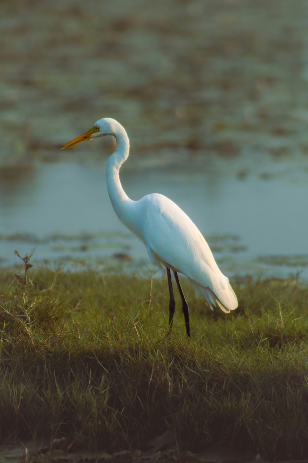 a white bird standing in the grass near a body of water