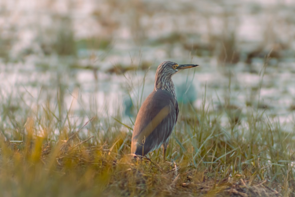 a bird is standing in the grass by the water