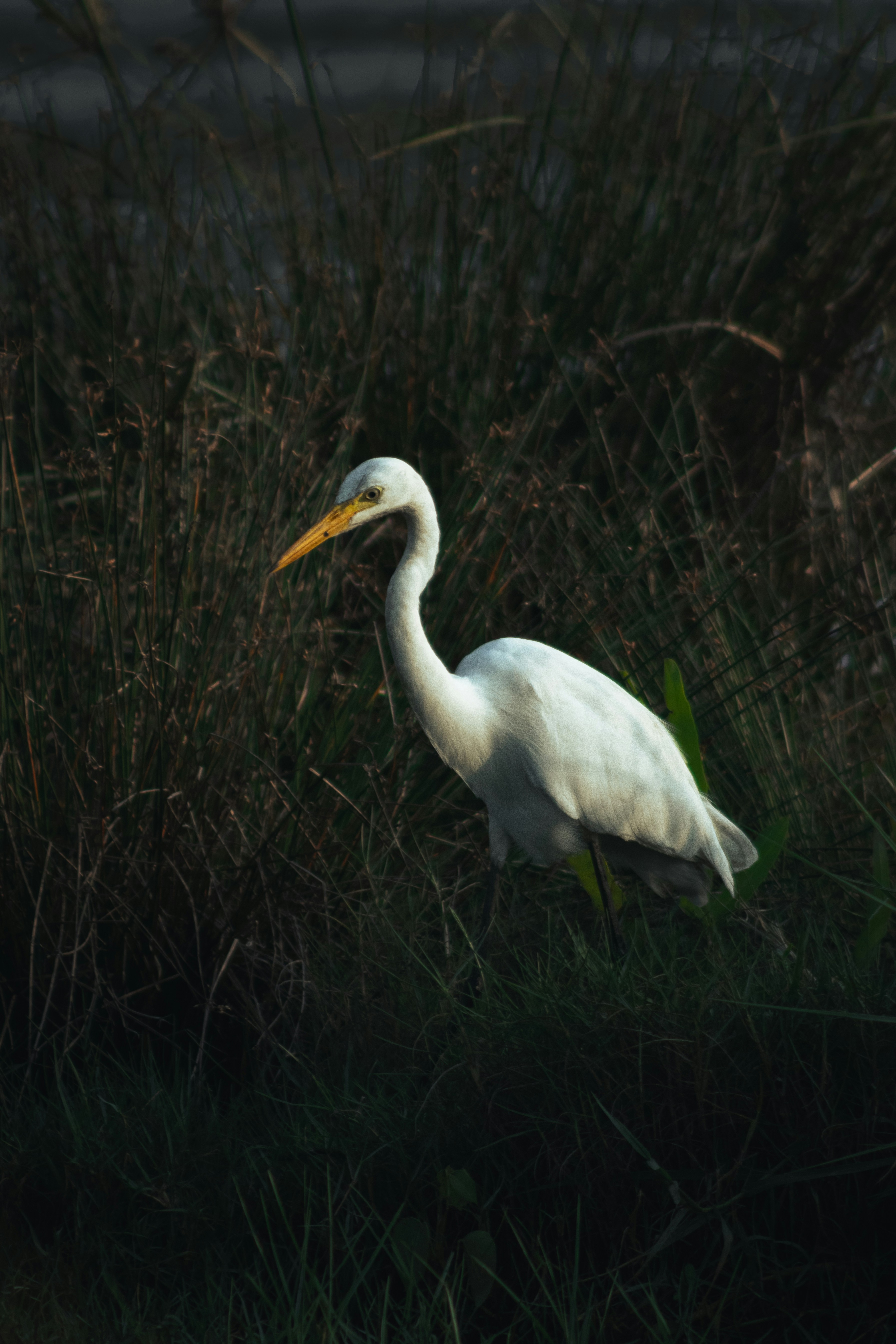 Photo by suleiman_46