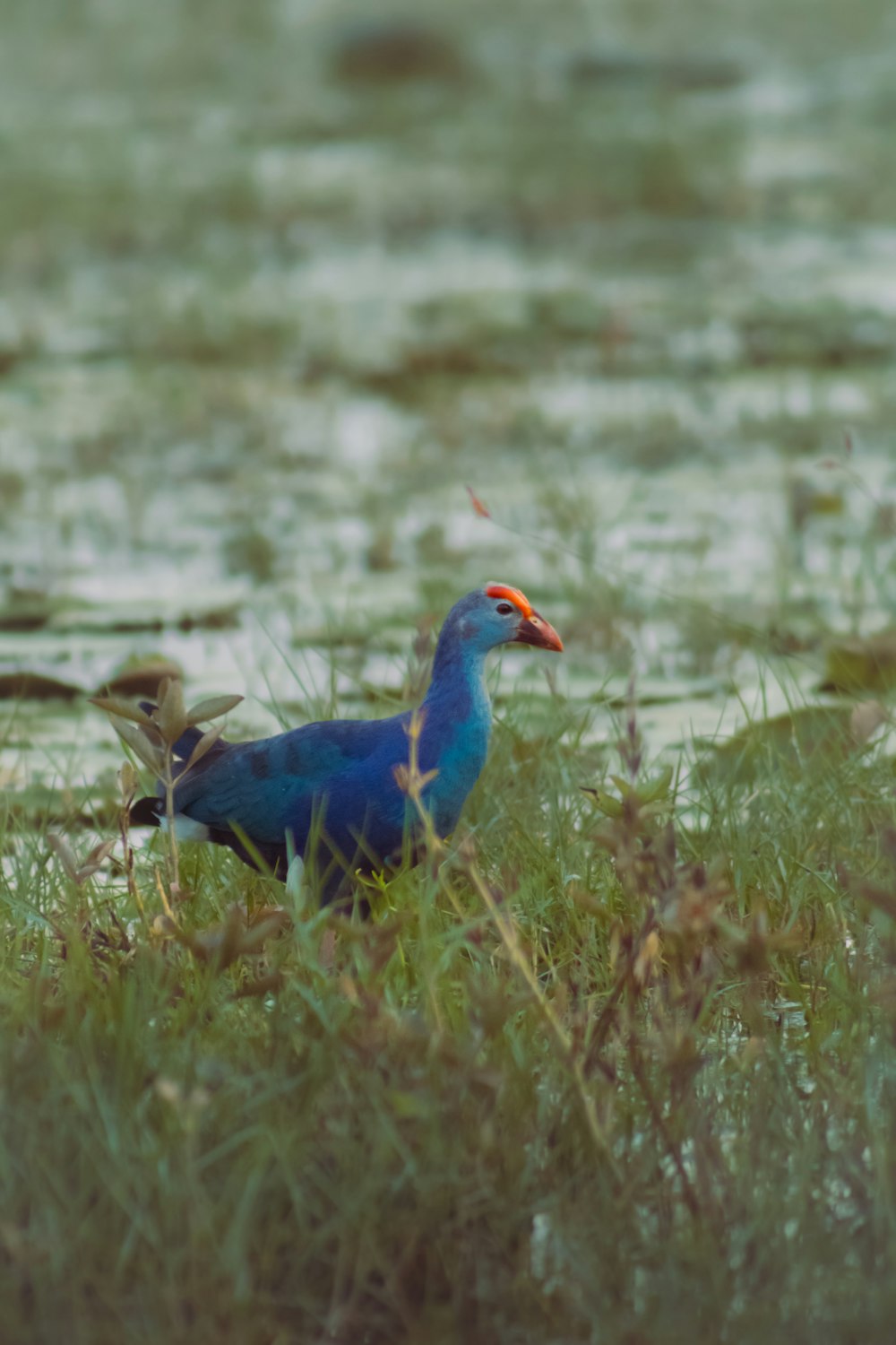 a blue bird is standing in the grass