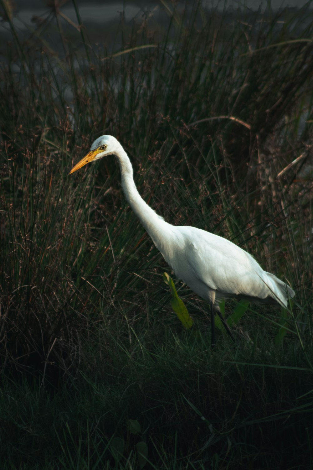 a white bird with a long neck walking through tall grass