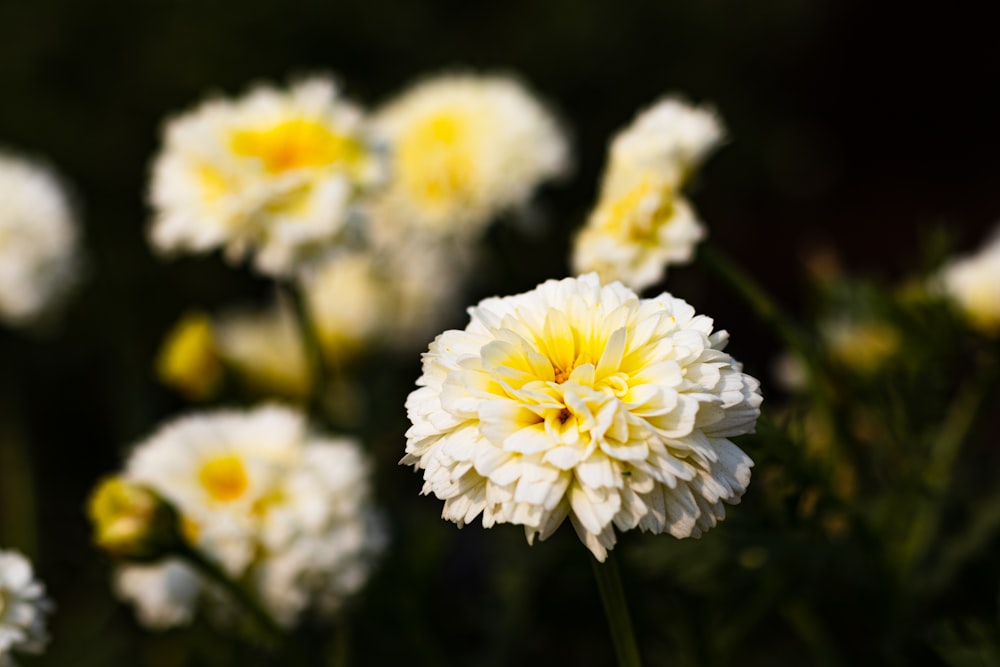 a bunch of white and yellow flowers in a field