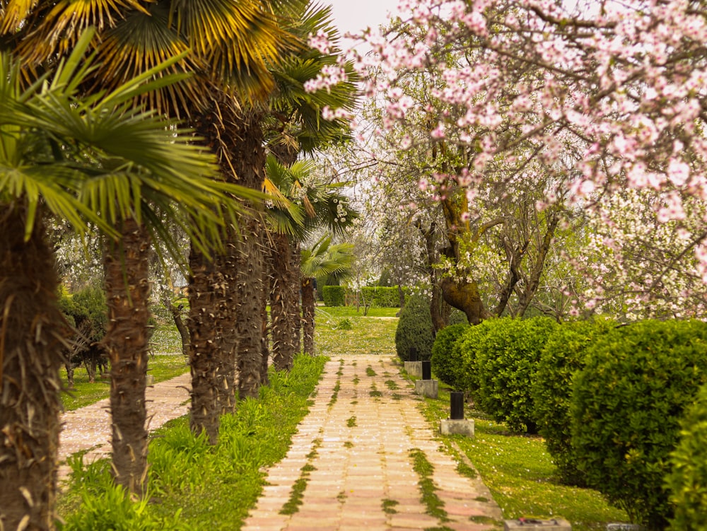 a pathway lined with lots of trees and bushes