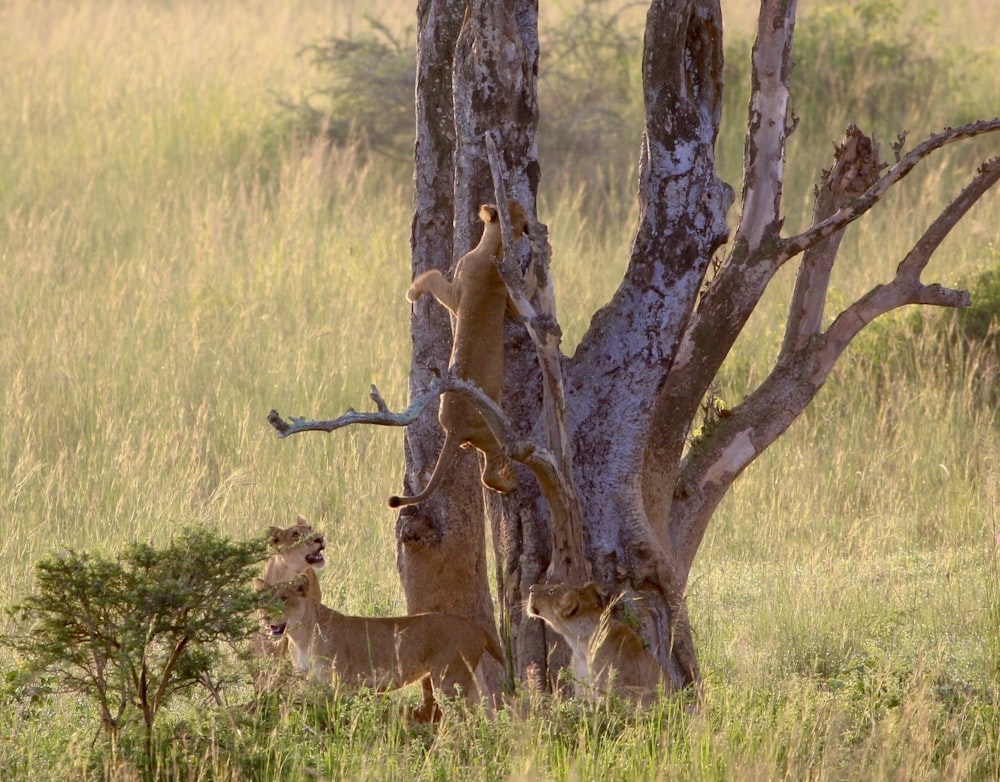 a group of lions in a grassy area next to a tree