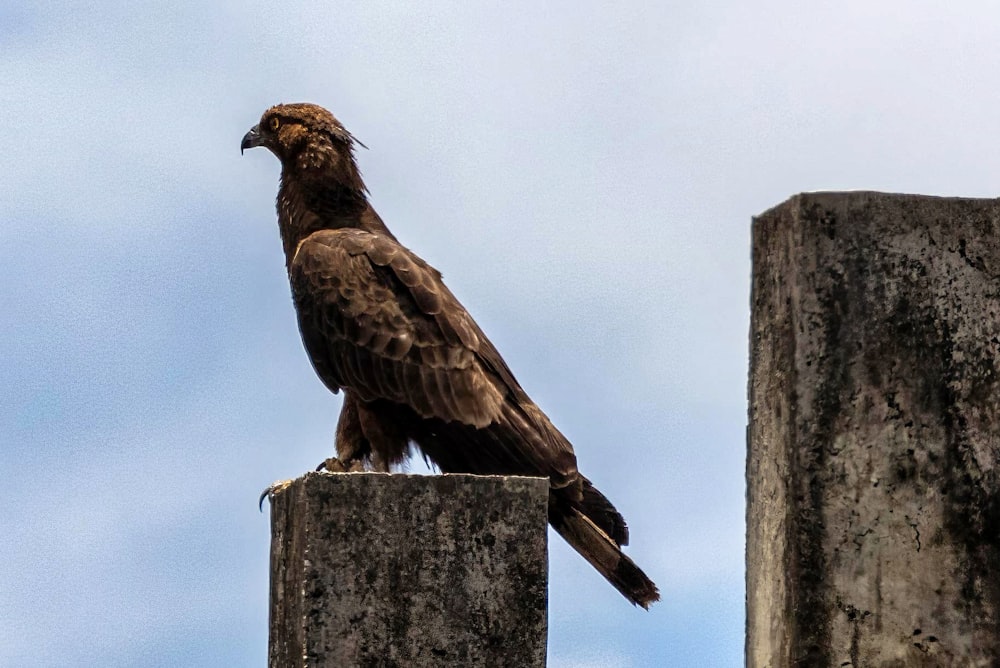 a large bird sitting on top of a stone pillar