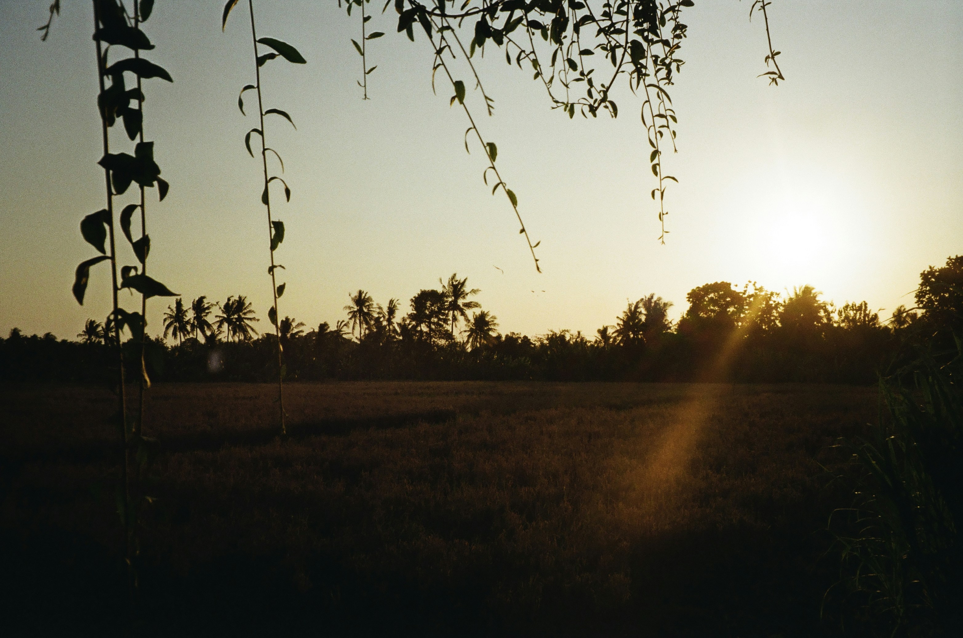 the sun is setting over a field of tall grass
