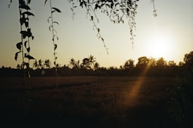 The image features a serene landscape with a field in the foreground and a row of trees silhouetted against the setting sun in the background. Vines hang down from above, framing the scene. The sunlight casts a warm glow over the area, creating a peaceful and tranquil atmosphere.