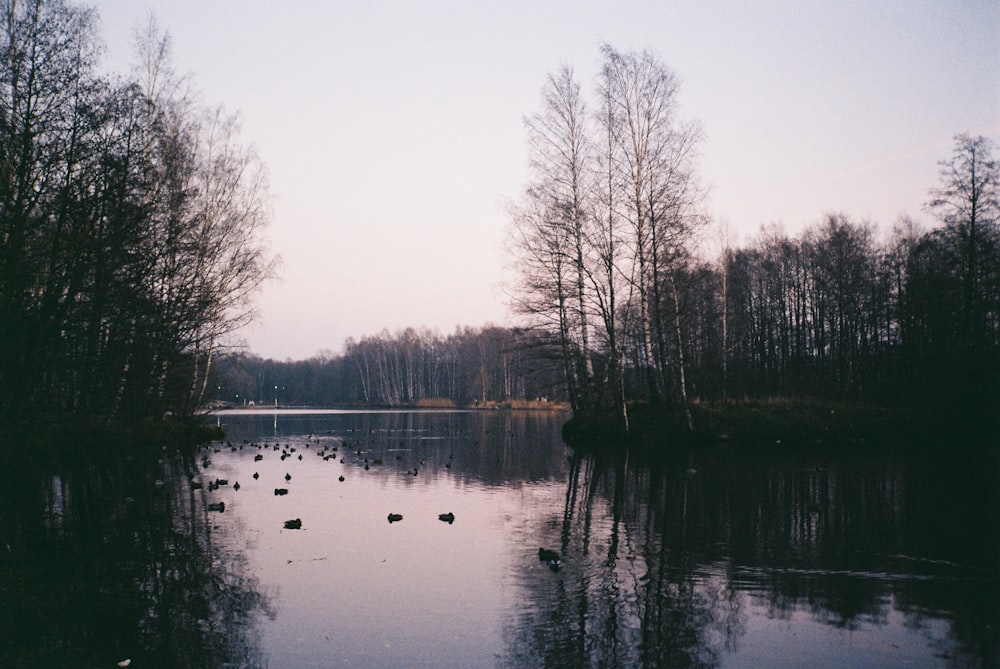 a lake surrounded by trees with ducks swimming in it