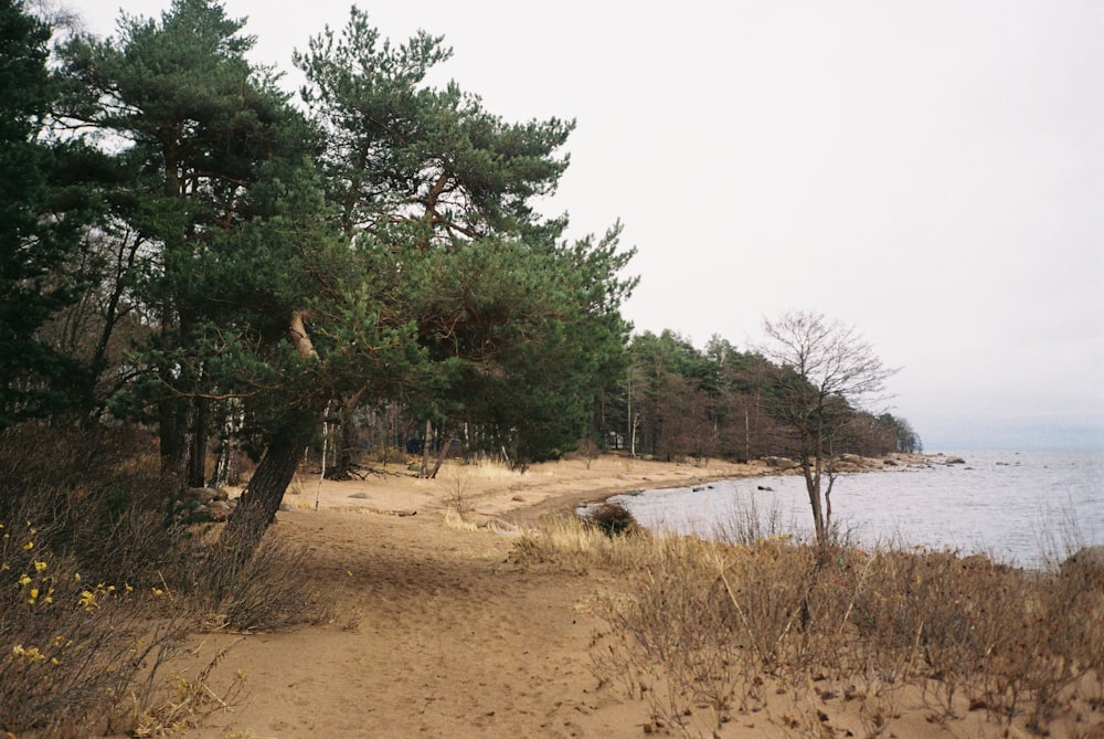 a dirt path leading to a body of water