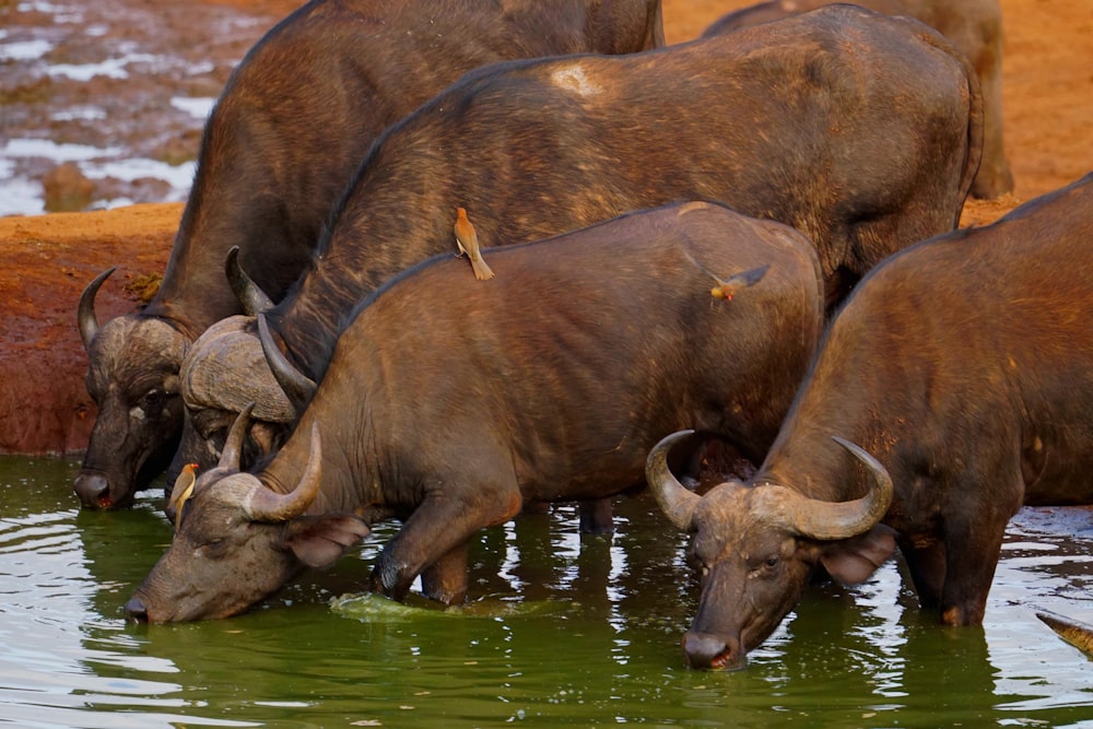 a herd of cattle drinking water from a pond